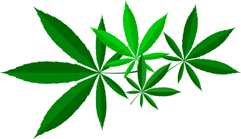 Cannabis Leaves Illustration