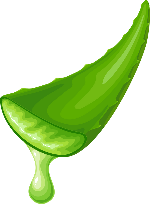 Aloe Vera Leaf With Blob of Juice